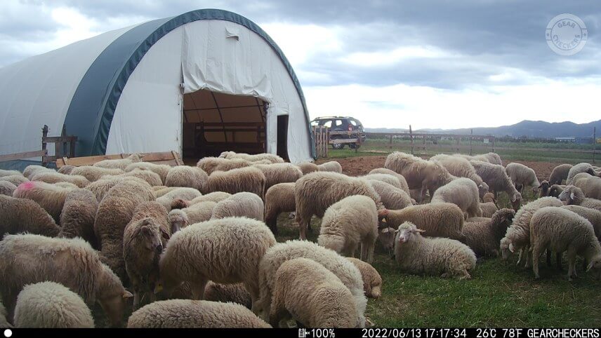 Fotka z fotopasce Wachman Solar