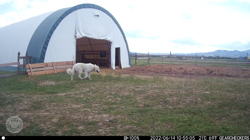 Fotka z fotopasce Wachman Solar
