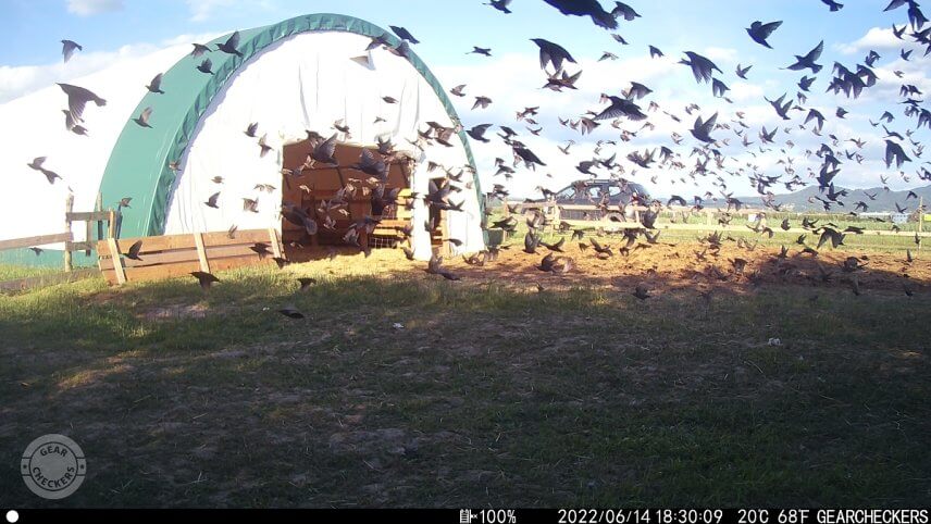 Fotka z fotopasce Wachman Solar