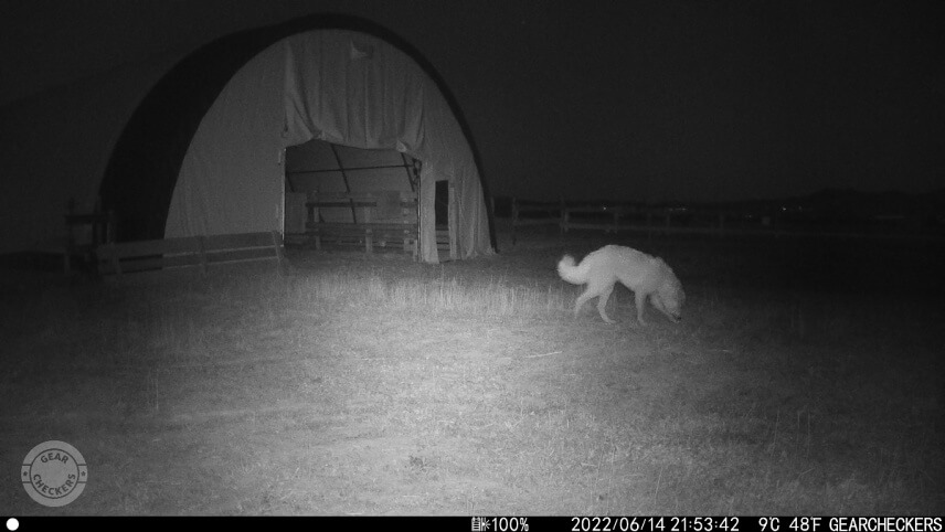 Fotka z fotopasce Wachman Solar