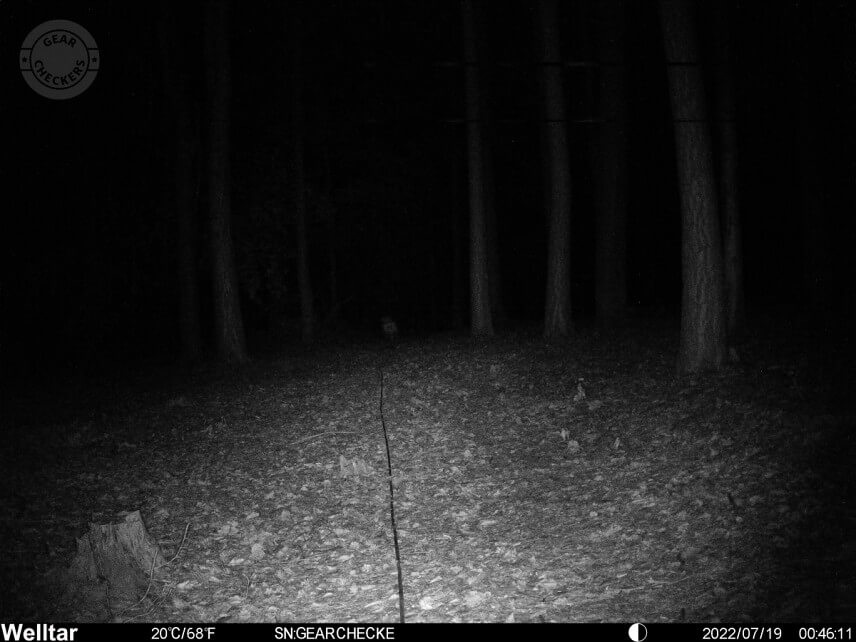 Vzdialenosť objektu od fotopasce: 30 m.