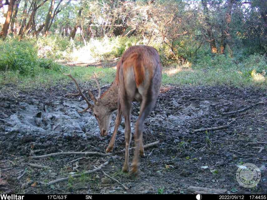 Foto z fotopasce Welltar 7310 4G