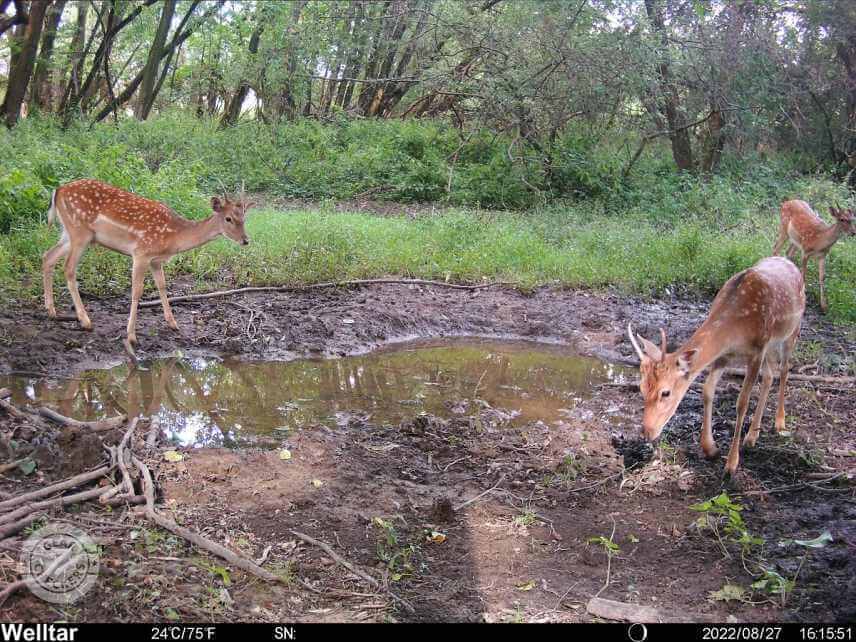 Foto z fotopasce Welltar 7310 4G