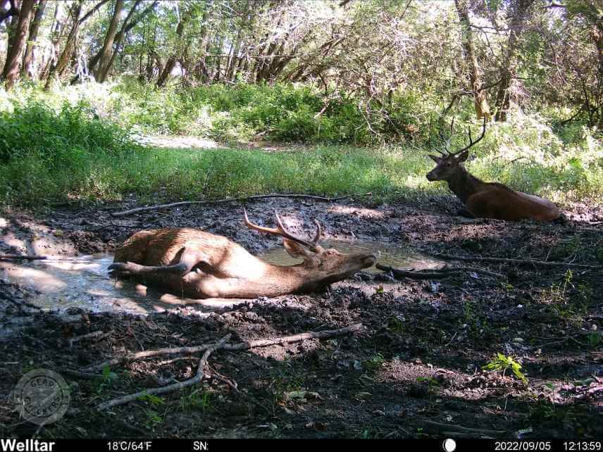 Foto z fotopasce Welltar 7310 4G