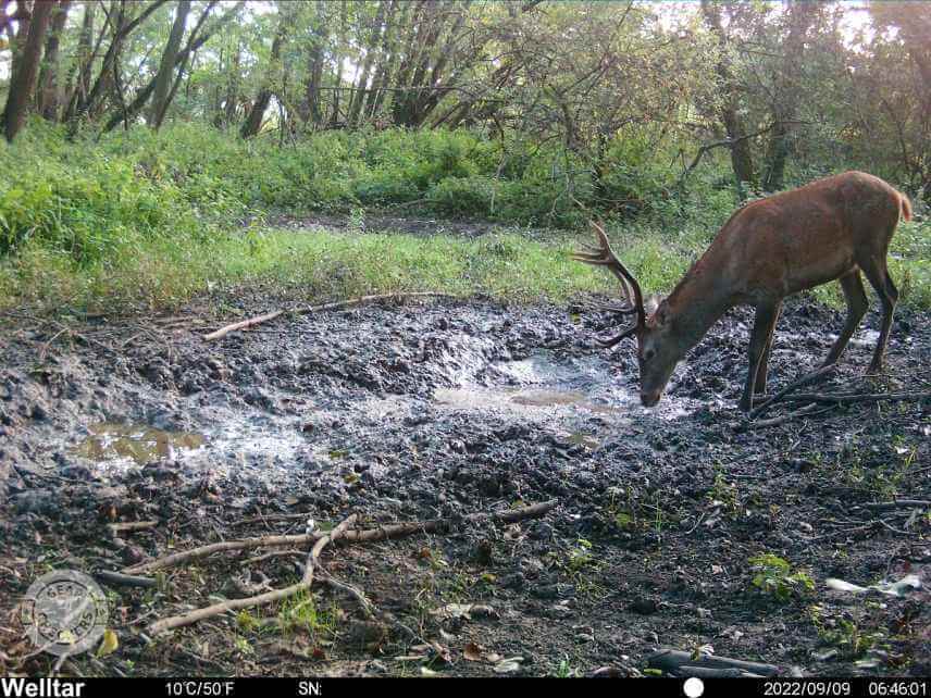 Foto z fotopasce Welltar 7310 4G