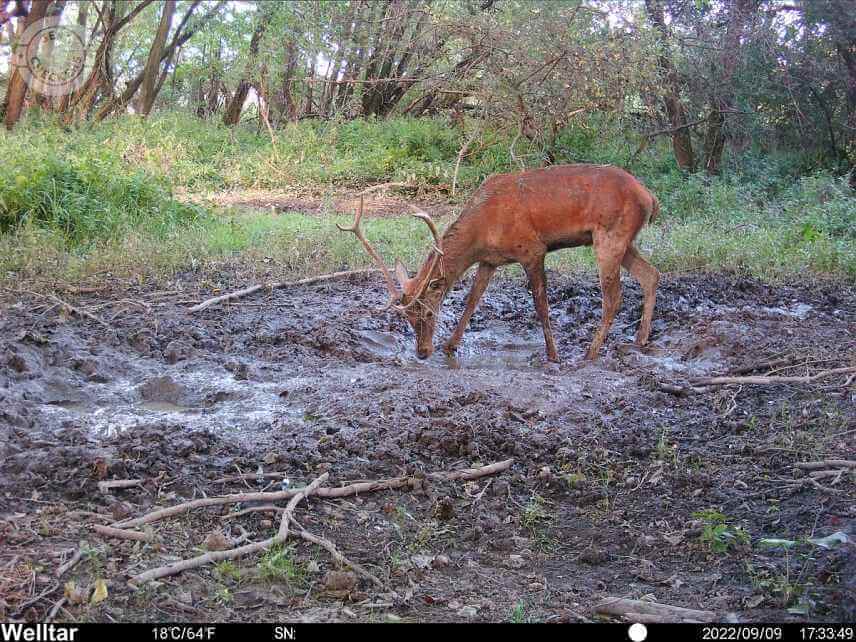 Foto z fotopasce Welltar 7310 4G