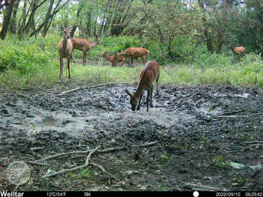 Foto z fotopasce Welltar 7310 4G