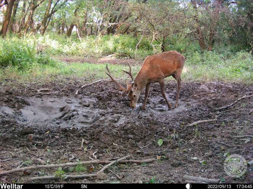 Foto z fotopasce Welltar 7310 4G