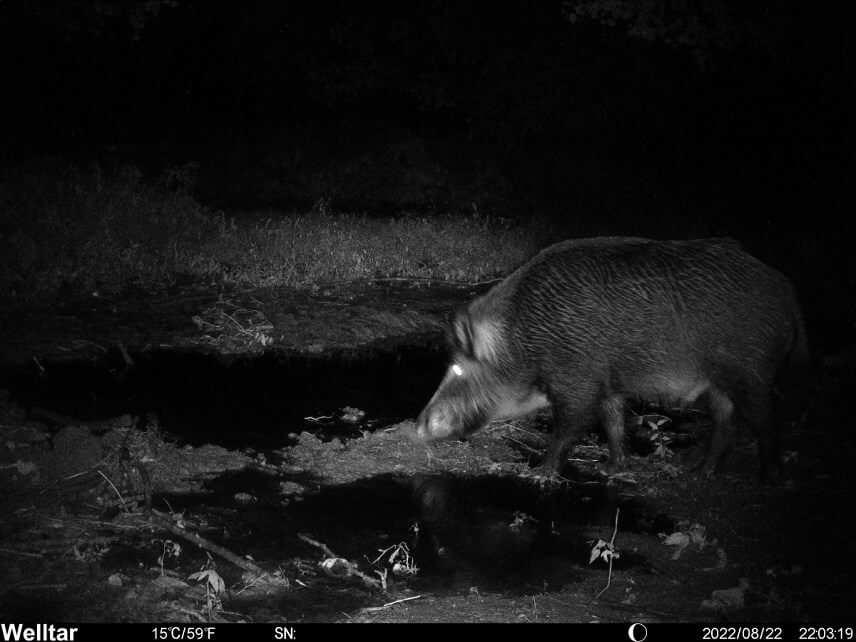 Nočná fotka s prísvitom z fotopasce Welltar 7310 4G