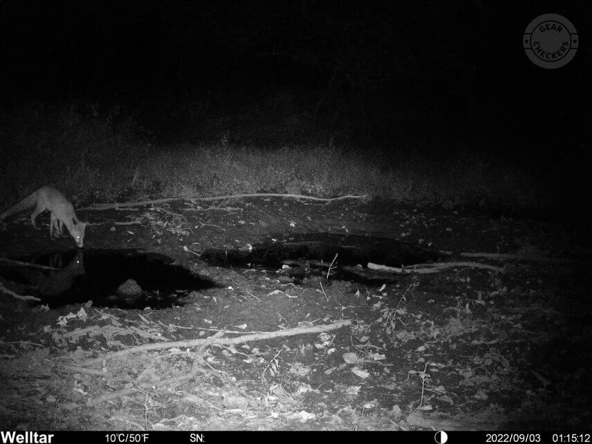 Nočná fotka s prísvitom z fotopasce Welltar 7310 4G