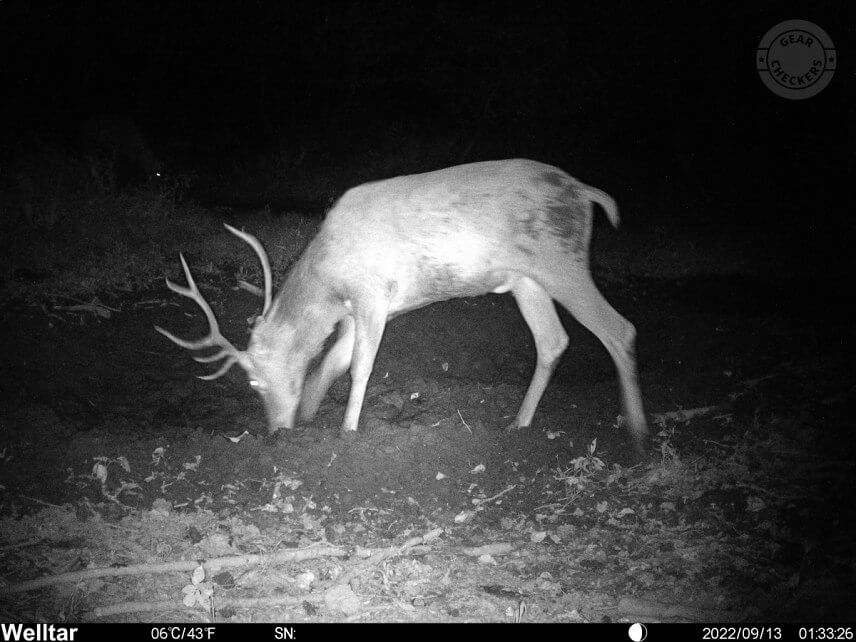 Nočná fotka s prísvitom z fotopasce Welltar 7310 4G