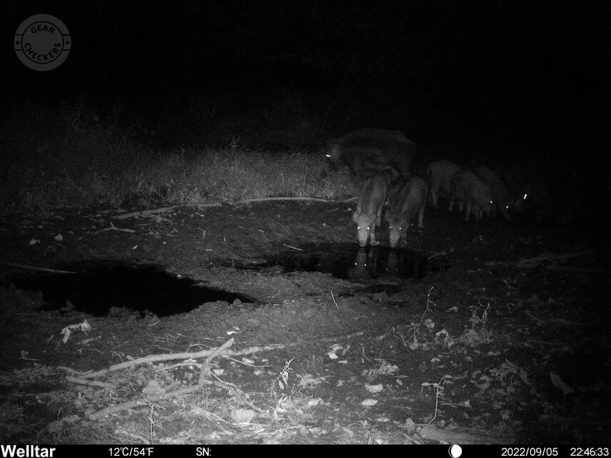 Nočná fotka s prísvitom z fotopasce Welltar 7310 4G