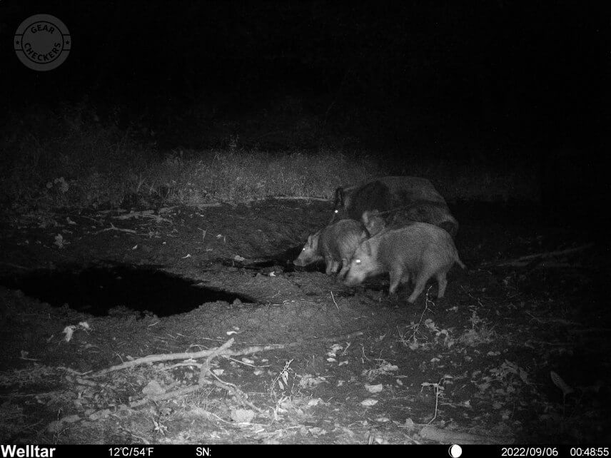 Nočná fotka s prísvitom z fotopasce Welltar 7310 4G