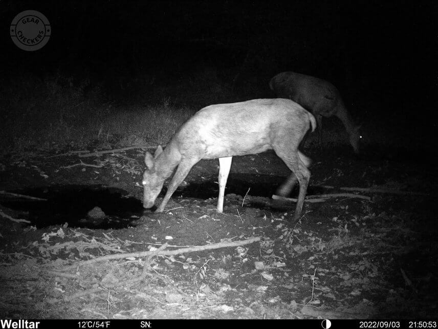 Nočná fotka s prísvitom z fotopasce Welltar 7310 4G