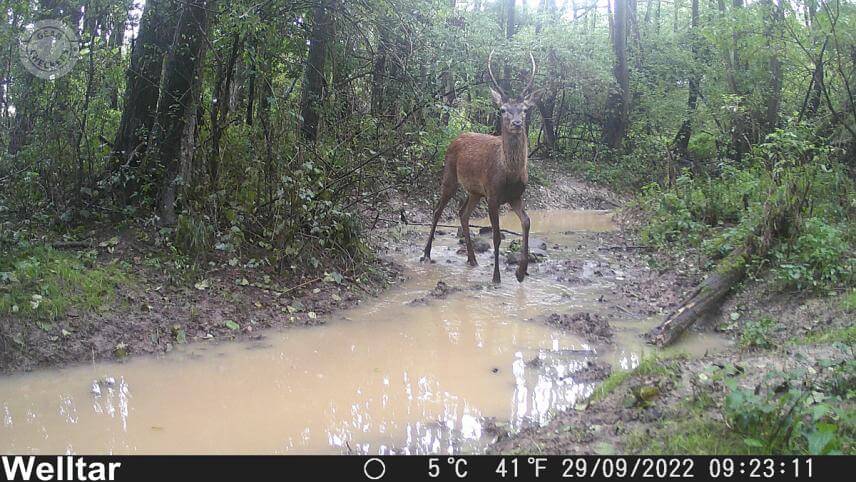 Denný záber z fotopasce Welltar 7310.