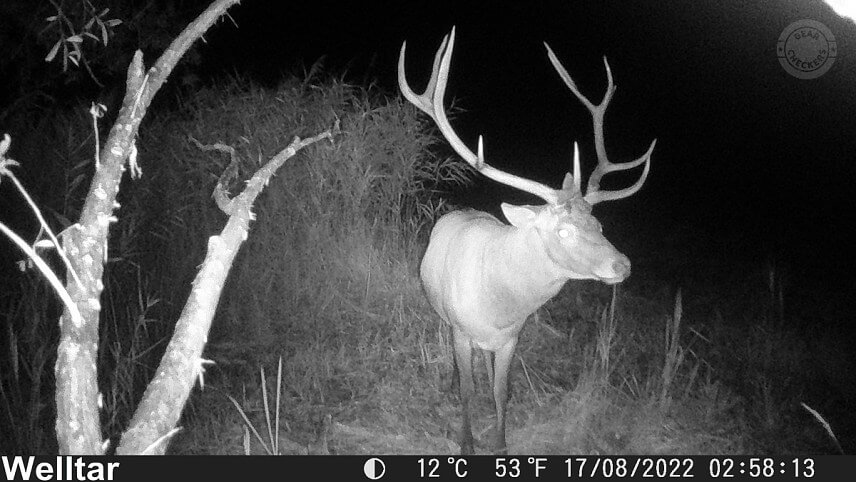 Nočný záber z fotopasce Welltar 7310.