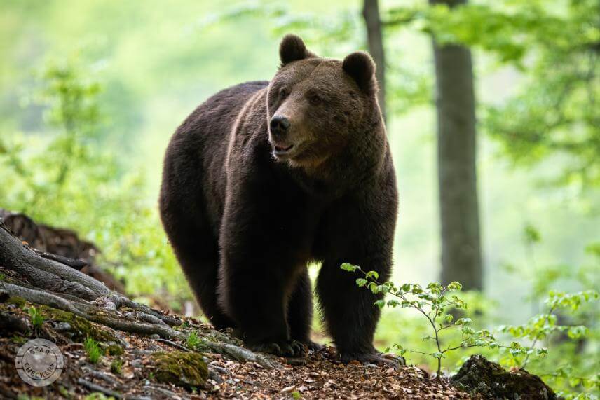 Najväčšie medvede na Slovensku vážia okolo 300 kg. Napriek tomu, že americké medvede grizzly sú vo všeobecnosti ešte väčšie a silnejšie, sprej účinkuje na oba druhy rovnakým spôsobom.