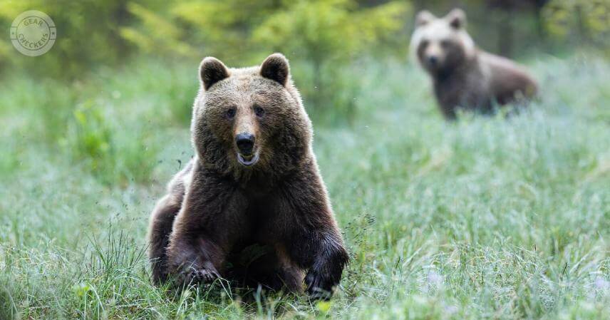 Skúsenosti so sprejom na medvede. Je efektívny pri útoku?