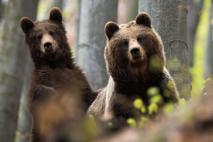 Čo robiť pri strete s medveďom? Ako sa mu vyhnúť?