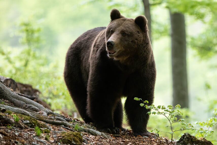 Medveď hned&yacute; (Ursus arctos)