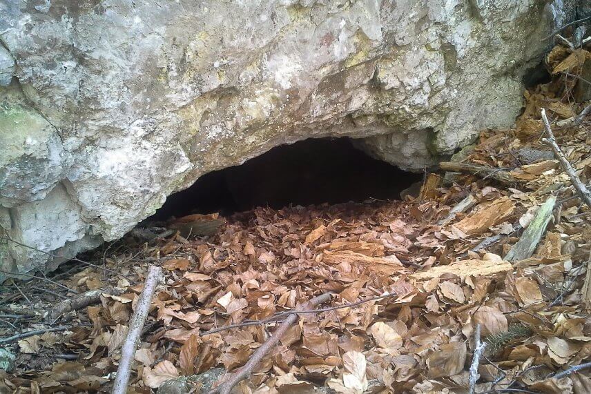 Medved&iacute; brloh.