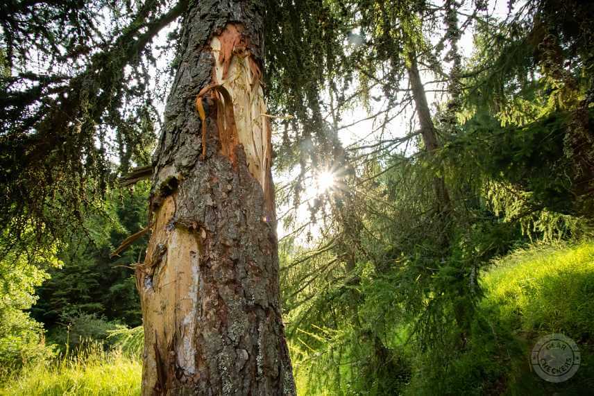 Medved&iacute; strom.