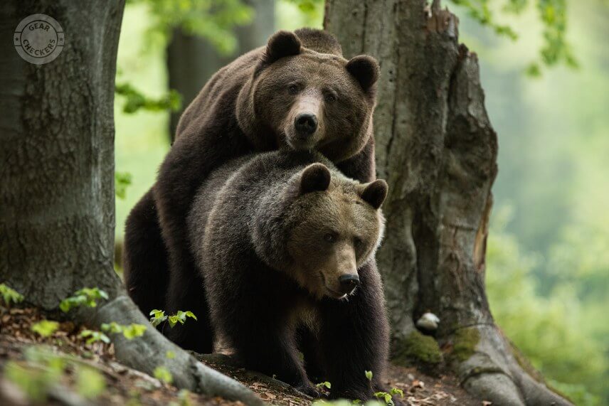 P&aacute;renie medveďov počas ruje.